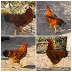 Found/Stray Male Bird last seen Braddock and Sawtelle, Culver City, CA 90230