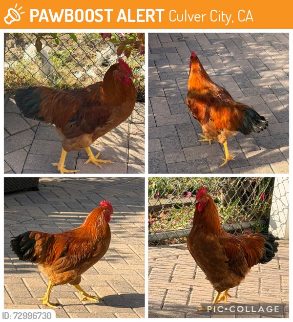 Found/Stray Male Bird last seen Braddock and Sawtelle, Culver City, CA 90230