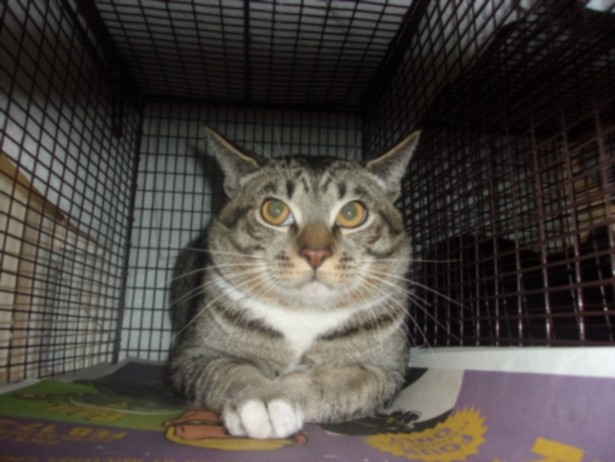Shelter Stray Male Cat last seen , 14409 Vanowen St, Van Nuys, CA 91405, USA