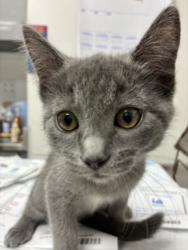 Shelter Stray Female Cat last seen , West Valley Animal Shelter, 20655 Plummer St, Chatsworth, CA 91311, USA
