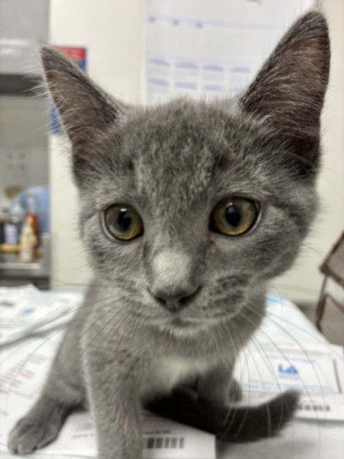 Shelter Stray Female Cat last seen , West Valley Animal Shelter, 20655 Plummer St, Chatsworth, CA 91311, USA