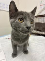 Shelter Stray Female Cat last seen , West Valley Animal Shelter, 20655 Plummer St, Chatsworth, CA 91311, USA