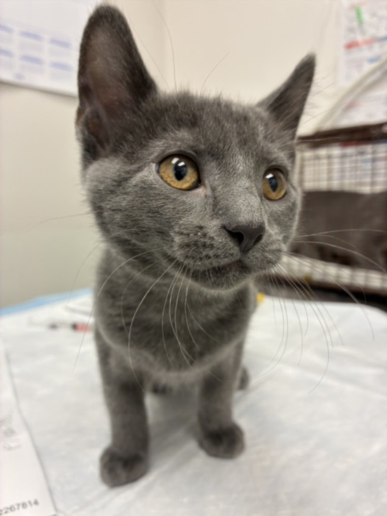 Shelter Stray Female Cat last seen , West Valley Animal Shelter, 20655 Plummer St, Chatsworth, CA 91311, USA