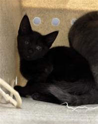 Shelter Stray Male Cat last seen , West Valley Animal Shelter, 20655 Plummer St, Chatsworth, CA 91311, USA