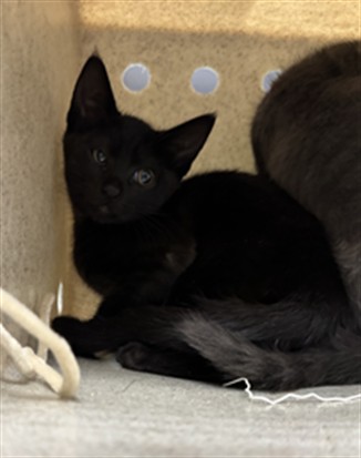 Shelter Stray Male Cat last seen , West Valley Animal Shelter, 20655 Plummer St, Chatsworth, CA 91311, USA