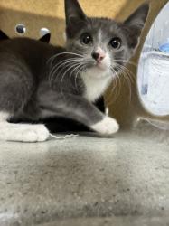 Shelter Stray Male Cat last seen , West Valley Animal Shelter, 20655 Plummer St, Chatsworth, CA 91311, USA