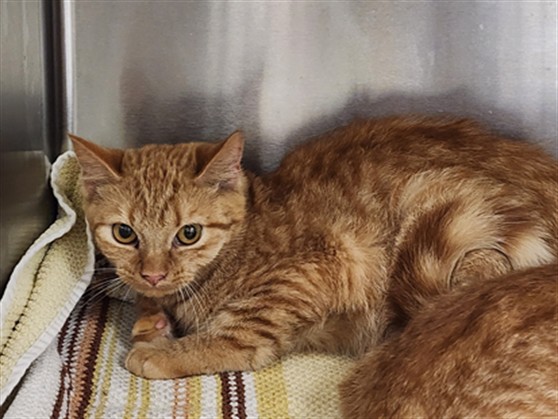 Shelter Stray Male Cat last seen , West Valley Animal Shelter, 20655 Plummer St, Chatsworth, CA 91311, USA