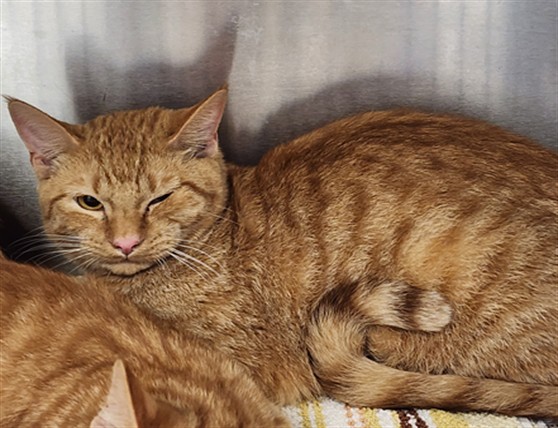 Shelter Stray Male Cat last seen , West Valley Animal Shelter, 20655 Plummer St, Chatsworth, CA 91311, USA