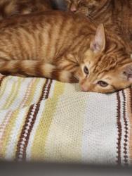 Shelter Stray Female Cat last seen , West Valley Animal Shelter, 20655 Plummer St, Chatsworth, CA 91311, USA