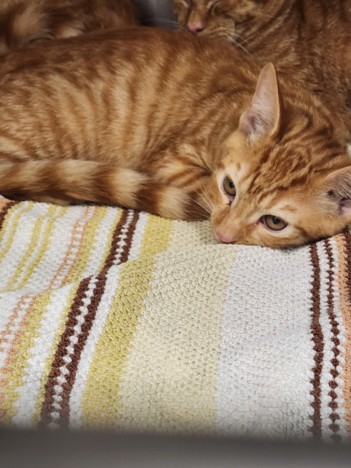 Shelter Stray Female Cat last seen , West Valley Animal Shelter, 20655 Plummer St, Chatsworth, CA 91311, USA
