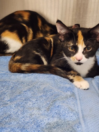 Shelter Stray Female Cat last seen , West Valley Animal Shelter, 20655 Plummer St, Chatsworth, CA 91311, USA