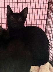 Shelter Stray Male Cat last seen , West Valley Animal Shelter, 20655 Plummer St, Chatsworth, CA 91311, USA