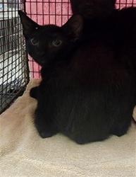 Shelter Stray Male Cat last seen , West Valley Animal Shelter, 20655 Plummer St, Chatsworth, CA 91311, USA
