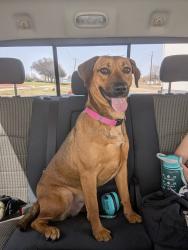 Reunited Female Dog last seen Rude snow, Watauga, TX 76148