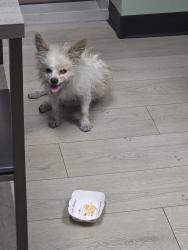 Found/Stray Unknown Dog last seen Jones and Badura, Enterprise, NV 89118