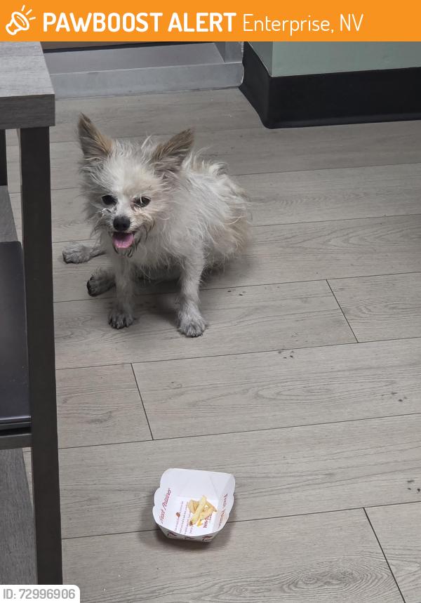 Found/Stray Unknown Dog last seen Jones and Badura, Enterprise, NV 89118