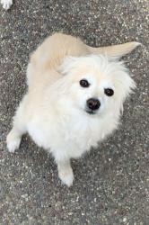 Reunited Female Dog last seen Creekside Park Area, Brentwood, CA 94513