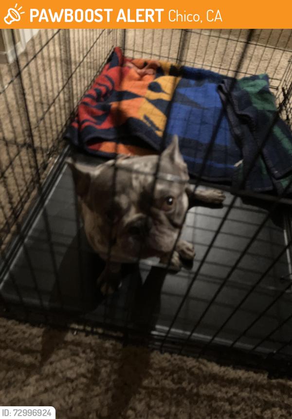 Found/Stray Male Dog last seen Forest Ave, Chico, CA 95928