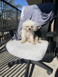 Reunited Female Dog last seen Near J street, The Wong Center , Sacramento, CA 95814