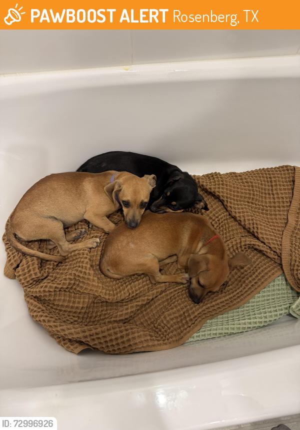 Found/Stray Male Dog last seen Walnut Creek Dog Park - 2203 Alden Bay Ct, Rosenberg, TX 77469, Rosenberg, TX 77469
