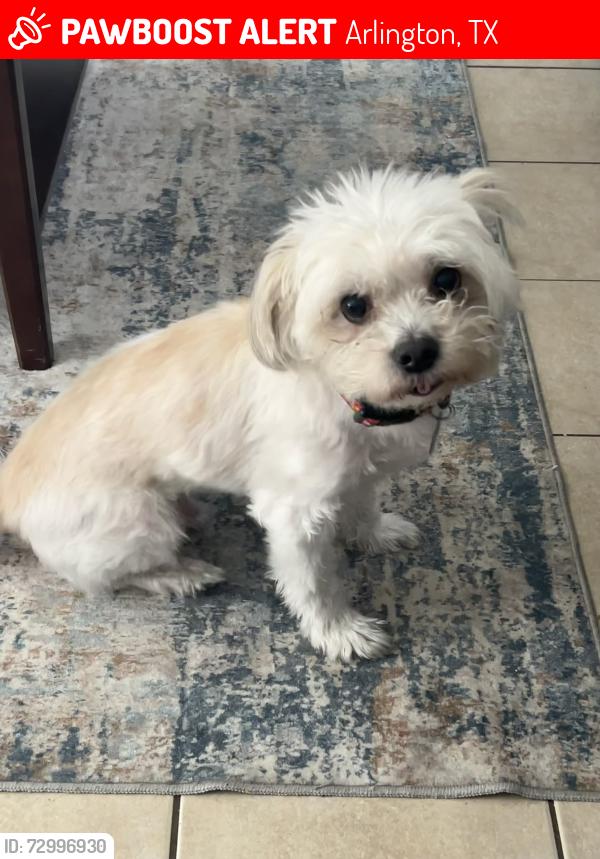 Lost Male Dog last seen W Randol Mill Road , Arlington, TX 76012