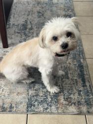 Lost Male Dog last seen W Randol Mill Road , Arlington, TX 76012