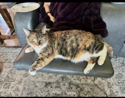 Reunited Female Cat last seen Canyon rd and Roza hill drive , Yakima, WA 98901