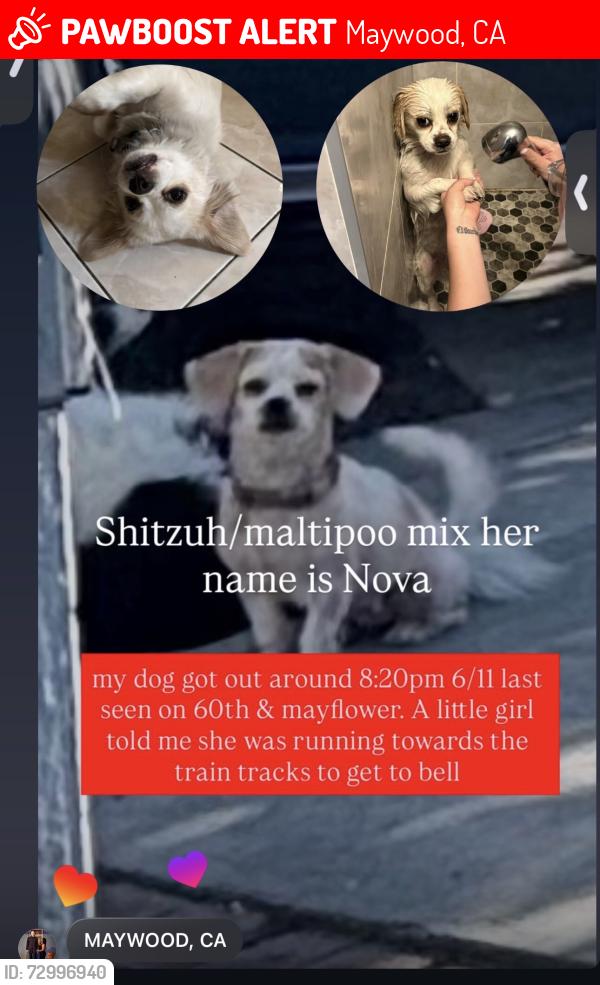 Lost Female Dog last seen Mayflower and 60th, Maywood, CA 90270