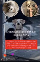 Lost Female Dog last seen Mayflower and 60th, Maywood, CA 90270