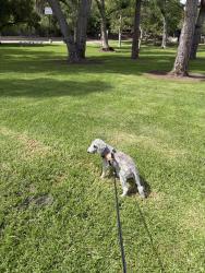 Reunited Female Dog last seen Near Solvay Aisle, Irvine, CA 92606, USA, Irvine, CA 92606