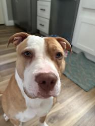 Lost Unknown Dog last seen Woodburn ave, Cincinnati, OH 45207