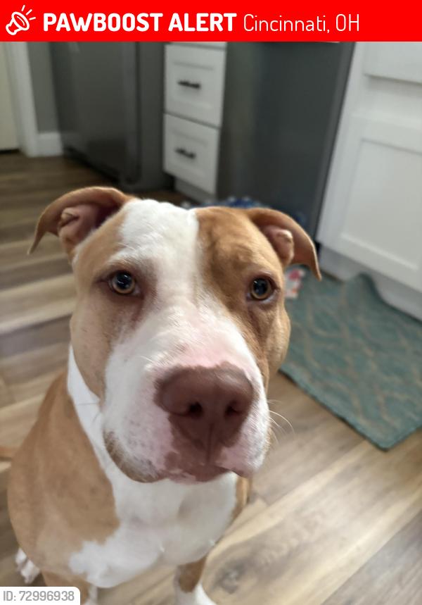 Lost Unknown Dog last seen Woodburn ave, Cincinnati, OH 45207