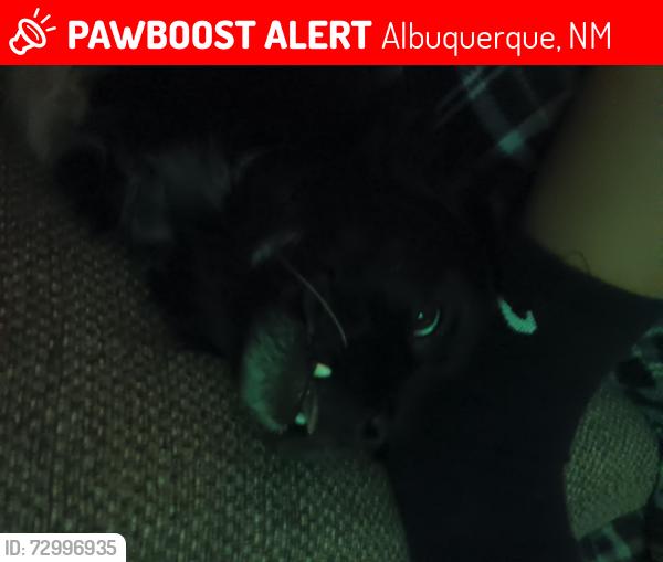 Lost Male Dog last seen Candelaria/5th st 4th Aztec,, Albuquerque, NM 87107