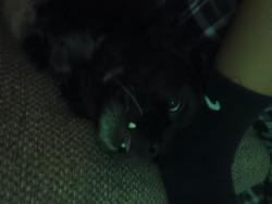 Lost Male Dog last seen Candelaria/5th st 4th Aztec,, Albuquerque, NM 87107