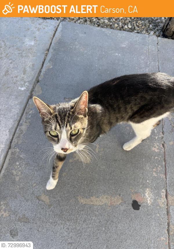 Found/Stray Unknown Cat last seen Carson vet park , Carson, CA 90745