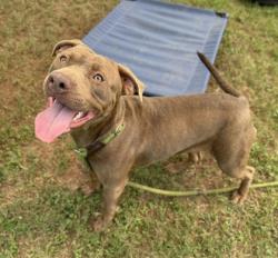 Shelter Stray Female Dog last seen , , GA, 3280 Chamblee Dunwoody Rd, Chamblee, GA 30341, USA