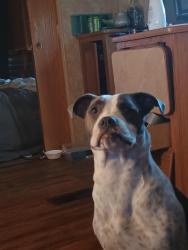 Lost Female Dog last seen Arkelphia ar, Arkadelphia, AR 71923