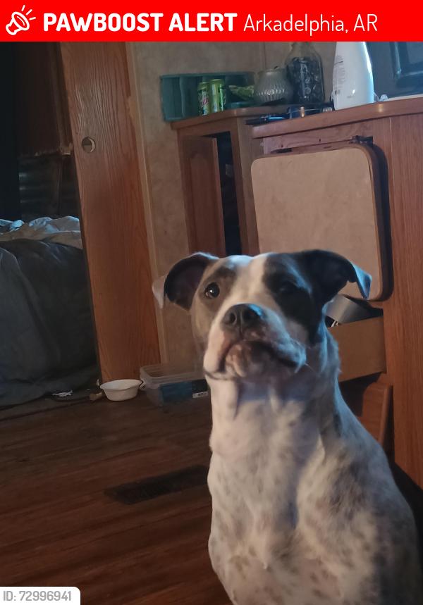 Lost Female Dog last seen Arkelphia ar, Arkadelphia, AR 71923