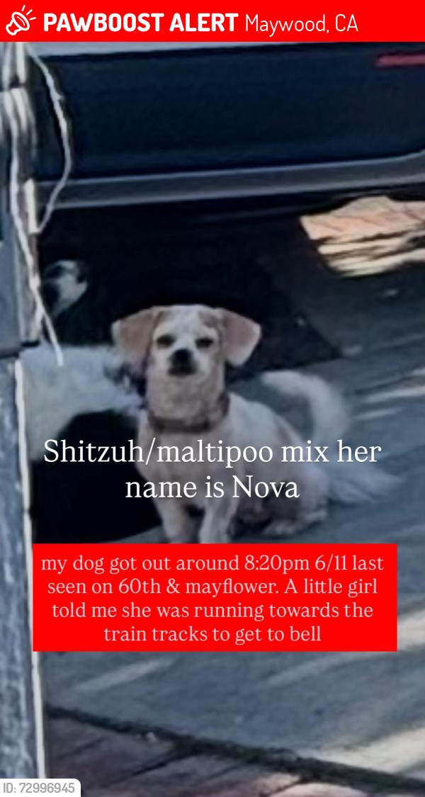 Lost Female Dog last seen 60th & Mayflower, Maywood, CA 90270
