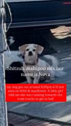 Lost Female Dog last seen 60th & Mayflower, Maywood, CA 90270