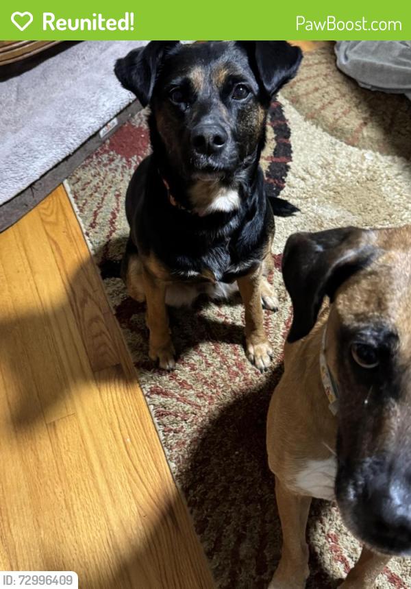 Reunited Female Dog last seen Near hart ave NW Wilson NC, Wilson, NC 27896