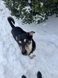 Reunited Female Dog last seen Near NW 112th Terr, Oklahoma City, Oklahoma 73162, Oklahoma City, OK 73162