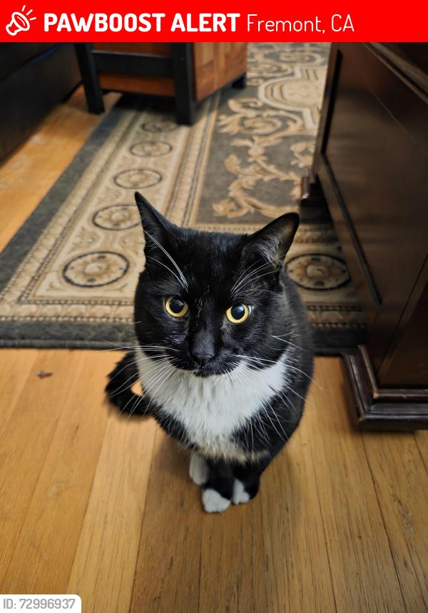 Lost Male Cat last seen Nagle Way and Kimbro, Fremont, CA 94536