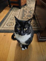 Lost Male Cat last seen Nagle Way and Kimbro, Fremont, CA 94536