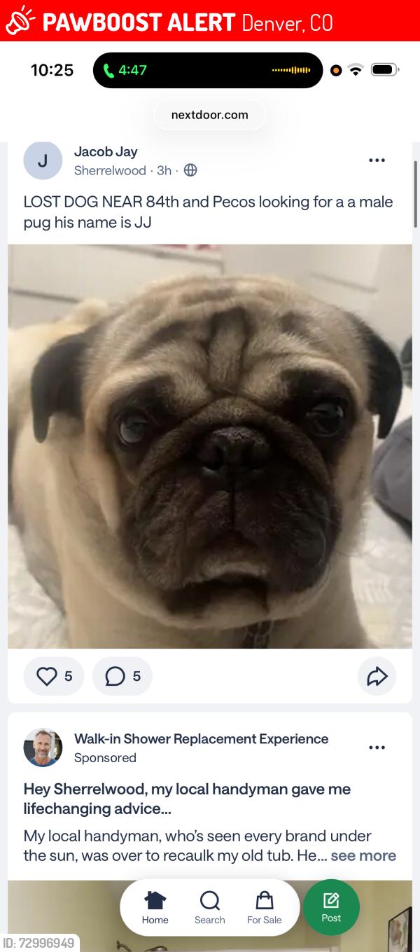 Lost Male Dog last seen Near and federal , Denver, CO 80221