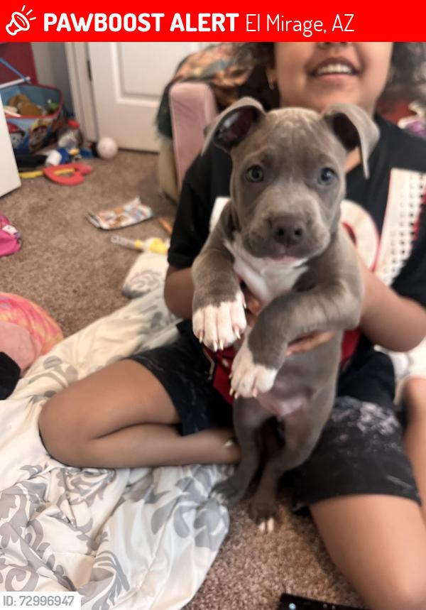 Lost Female Dog last seen El mirage, El Mirage, AZ 85335