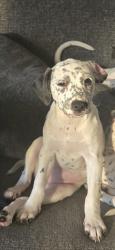 Reunited Female Dog last seen Near s 500 e, Salt Lake City, UT 84106