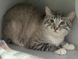 Shelter Stray Male Cat last seen Apt 6N,352 Beekman Avenue, BRONX, NY, 10454, 326 E 110th St, New York, NY 10029, USA