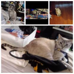 Lost Female Cat last seen Mission rd and 1st street, Los Angeles, CA 90033