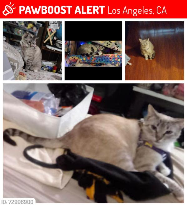Lost Female Cat last seen Mission rd and 1st street, Los Angeles, CA 90033